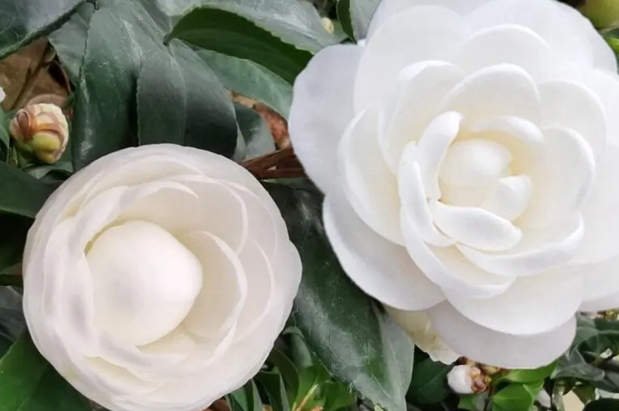 东方亮茶花喜阴喜阳