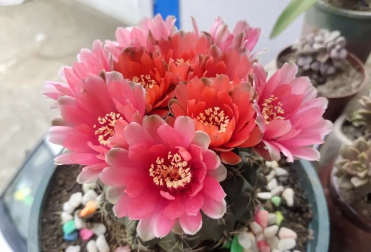 绯花玉不开花的原因