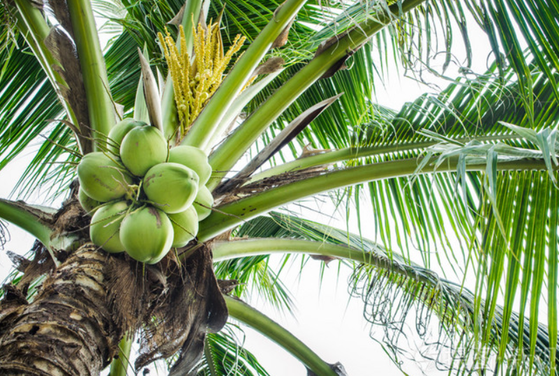 椰子树种植环境要求
