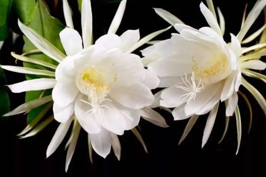 昙花冬天会冻死吗