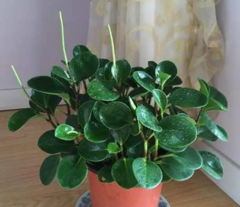 碧玉花为啥不吉利