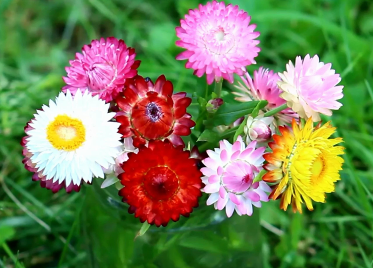 麦秆菊一年开几次花
