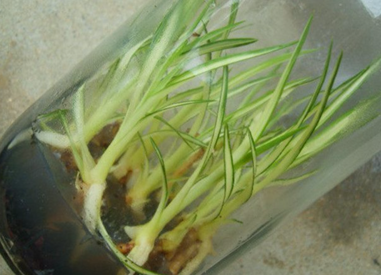 组培兰花在家能养活吗