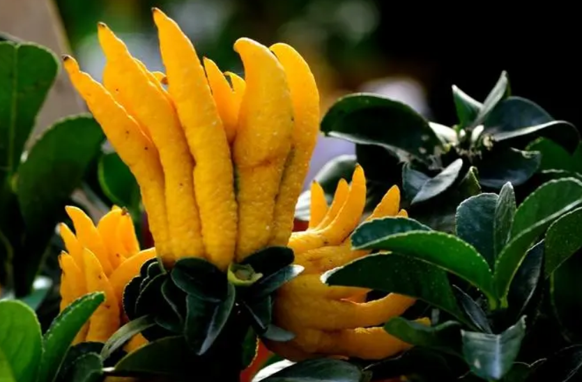 招财佛手花有毒吗