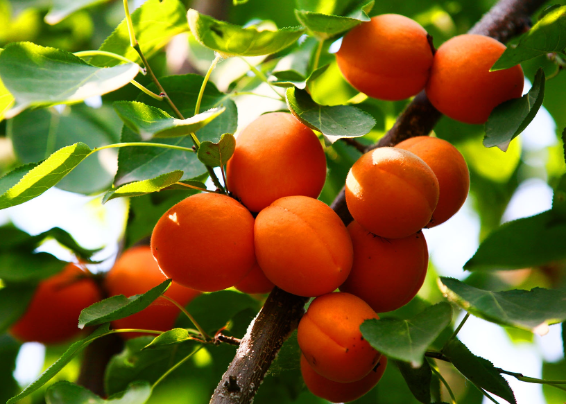 杏树和柿子树可以嫁接吗