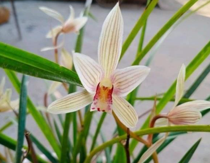 兰花鳞茎干瘪能恢复吗