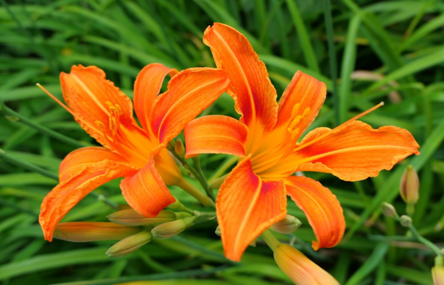 哪个朝向的阳台最适合种花