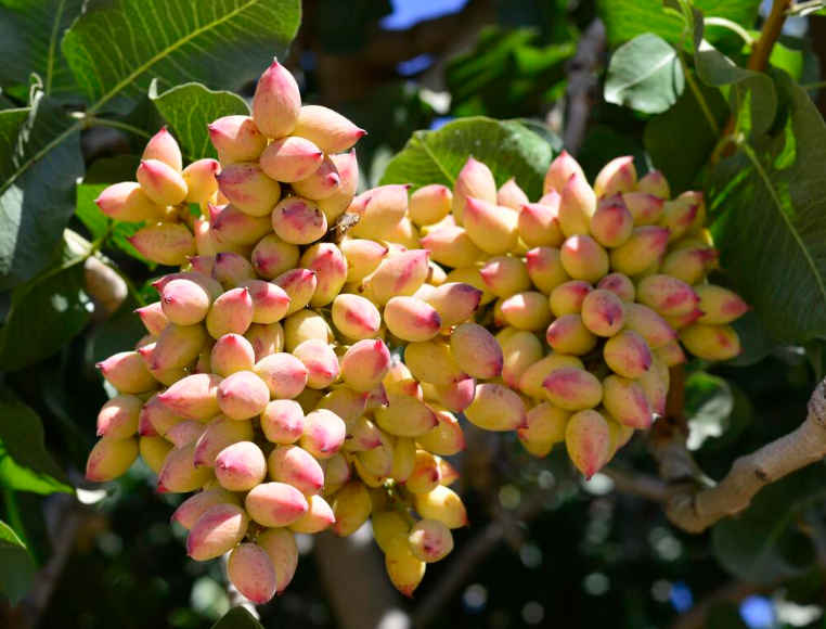 开心果树生长在什么地方