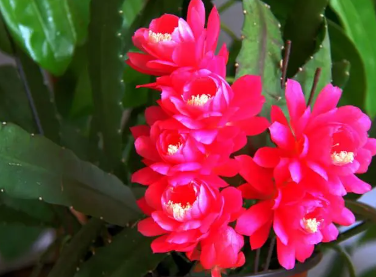 孔雀花的养殖方法和注意事项