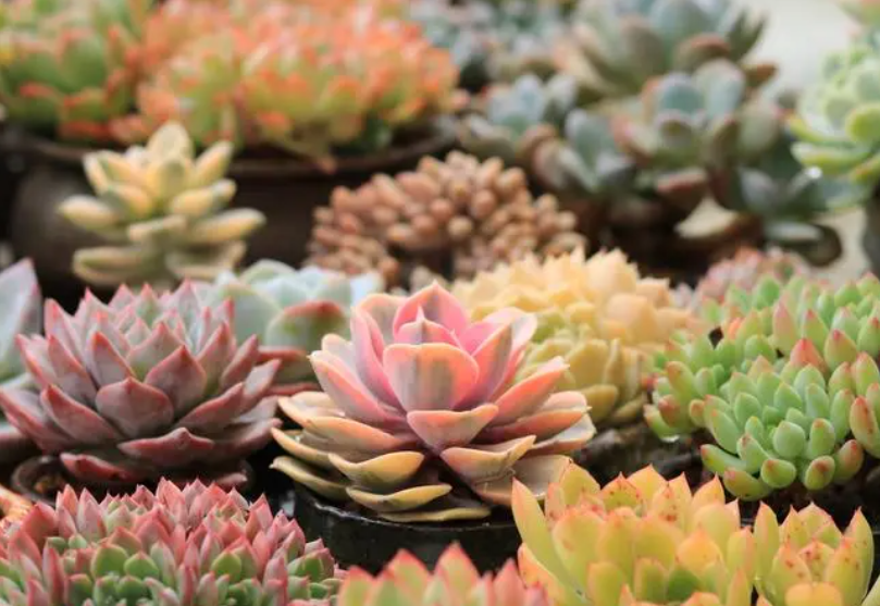 最好养的花卉盆栽