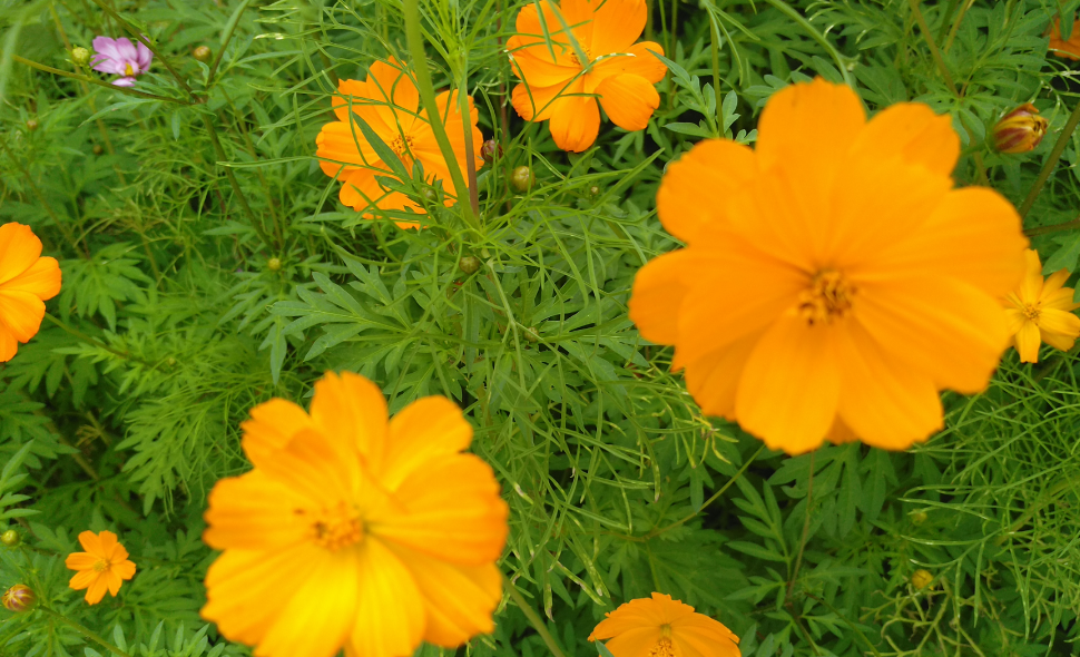 黄秋英花的药用价值