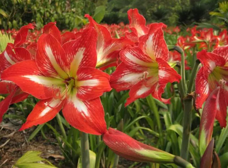 朱顶红第二年怎么复花