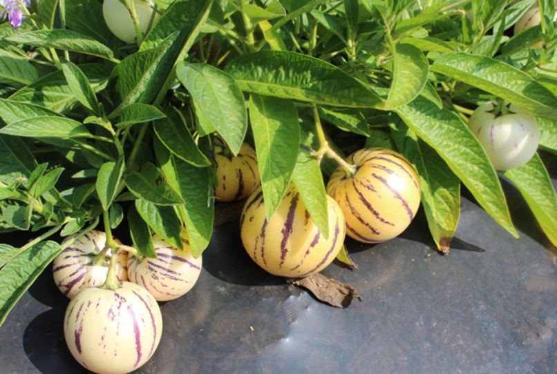 人参果1亩要多少树苗