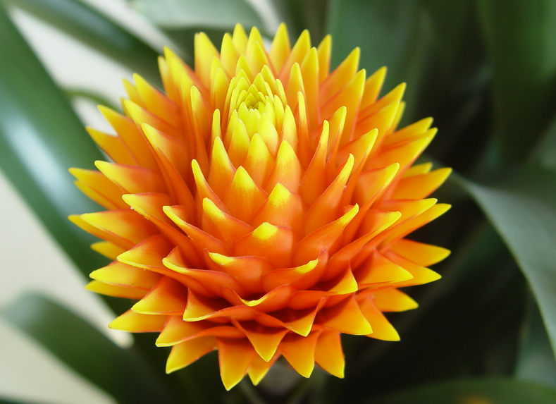 凤梨花用什么土栽培