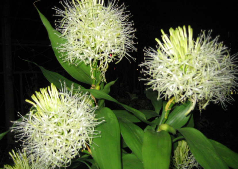 富贵竹用什么花盆最好