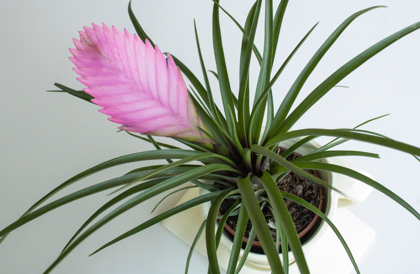 玉扇凤梨花的养殖方法