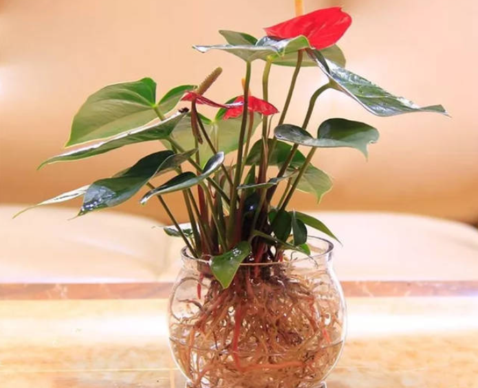 水培红掌花枯萎了怎么办