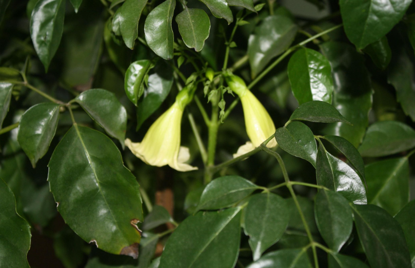 幸福树用什么盆好看