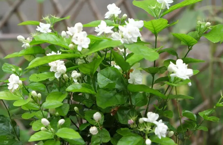 茉莉花树栽培效益