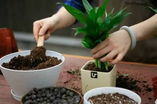 养花换盆在什么季节