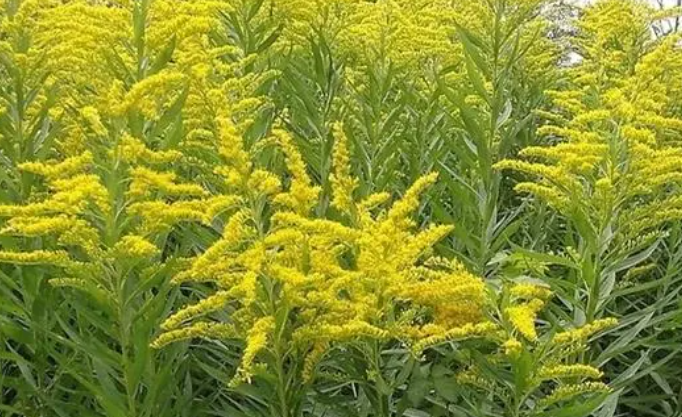 黄莺草配什么花好看