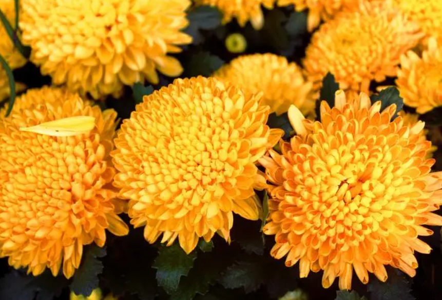 菊花怎么收集种子