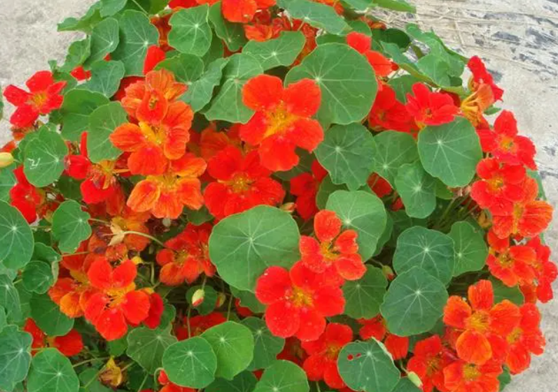 汗荷花平时可以浇水吗