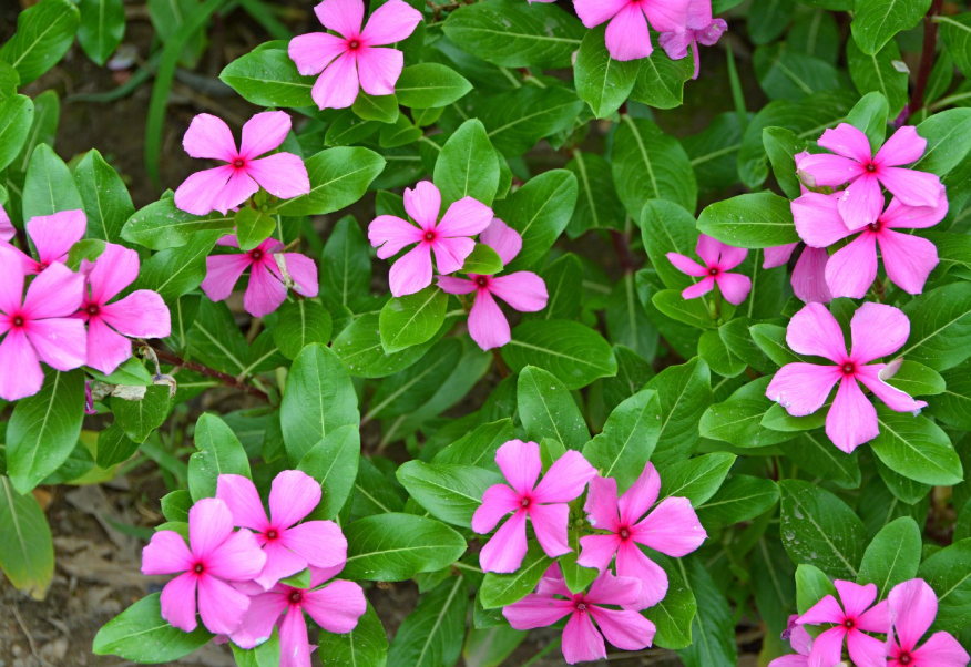 四季春花施什么肥好