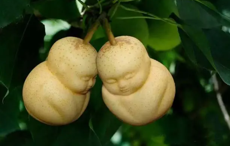 人参果树最高多少米