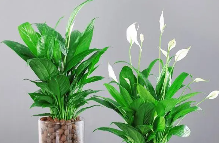 一帆风顺怎么养才开花