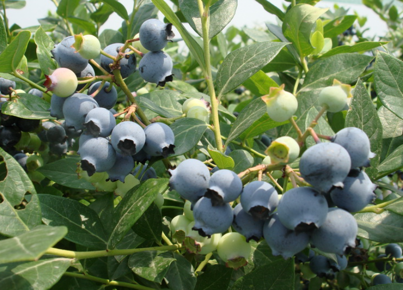 蓝莓树什么季节栽好