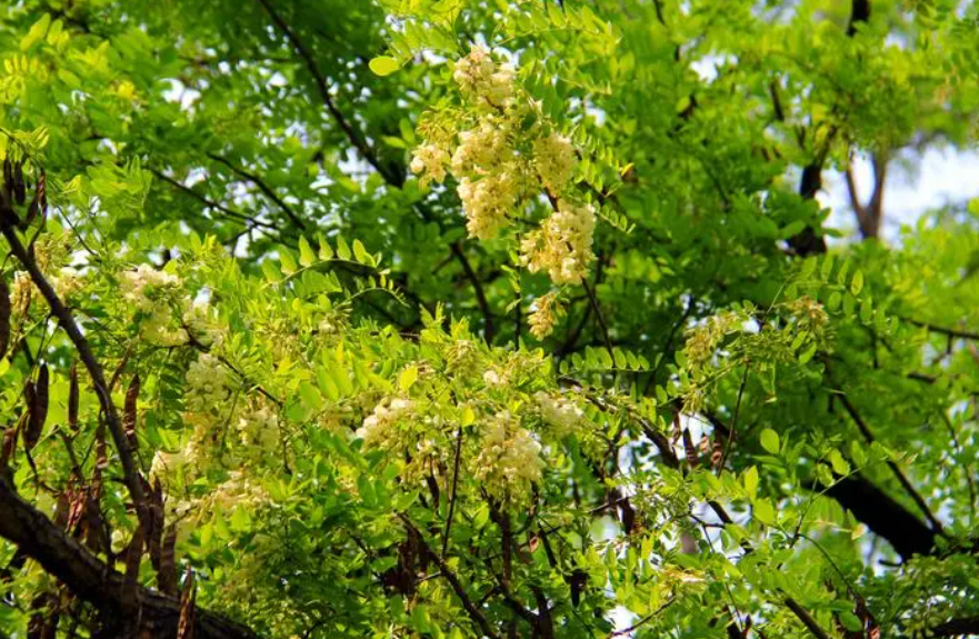 庭院里可以栽槐树