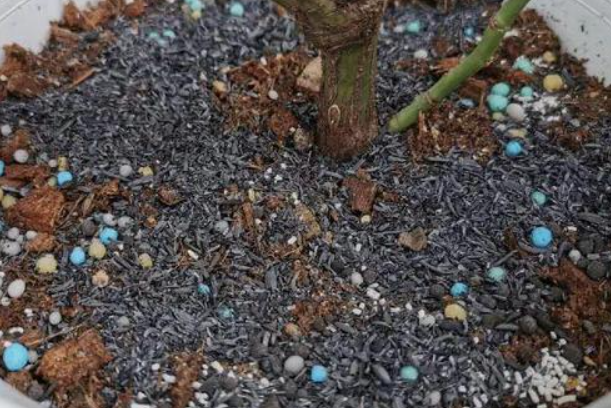 稻谷壳可以用来养花吗