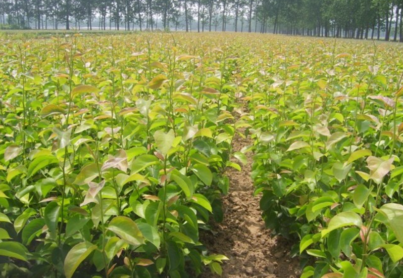 适合秋天种的果树苗