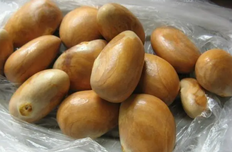 菠萝蜜种子能长成树吗