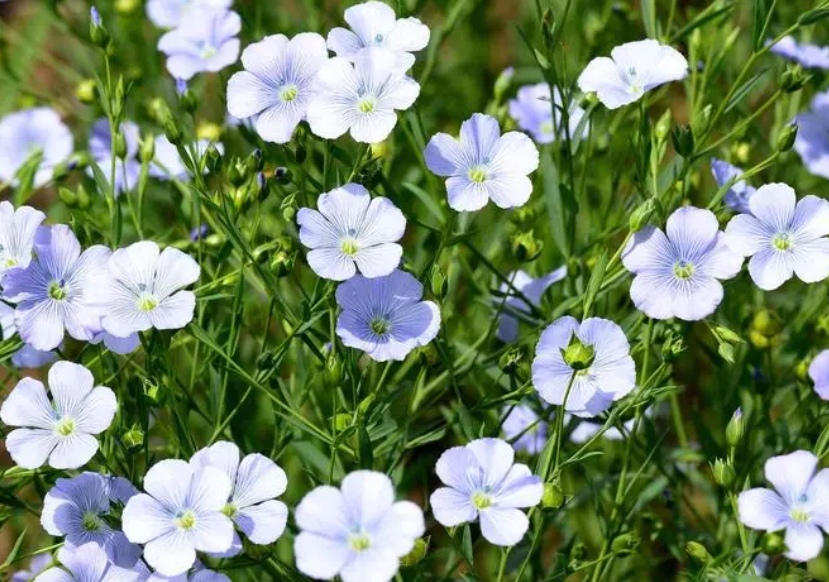 亚麻苗开花后面是什么