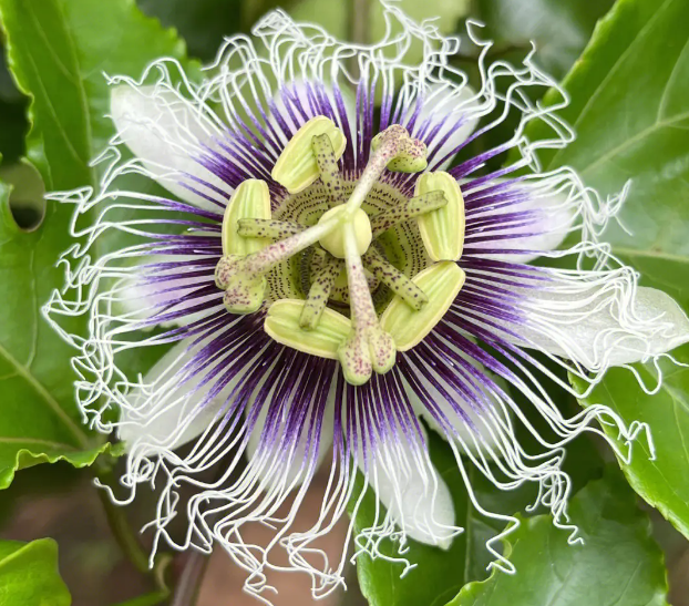 百香果花苞还小就发黄什么原因