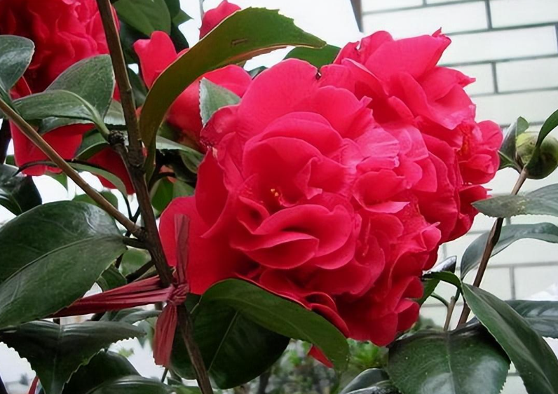 克瑞墨茶花为什么不香