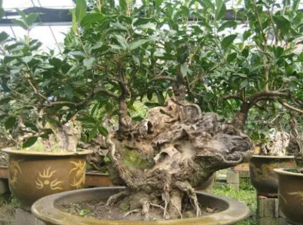 怎样培养桂花老桩