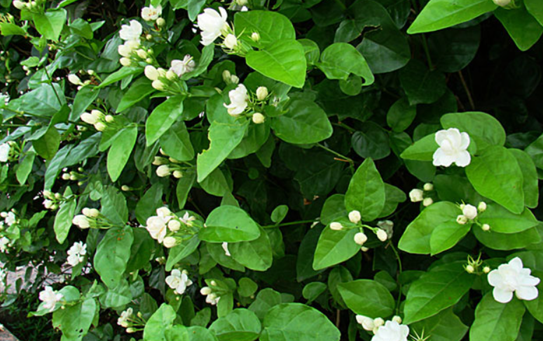 小仙女绿植开花的样子