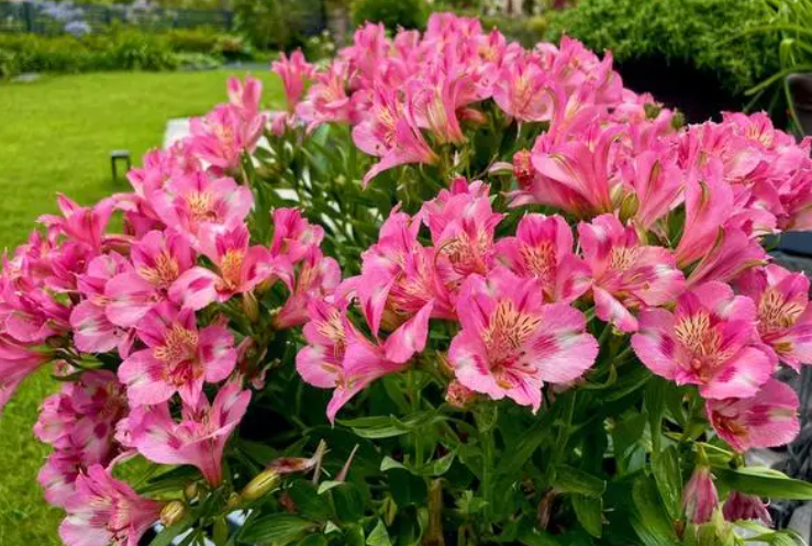 六出花夏天要挖出来吗