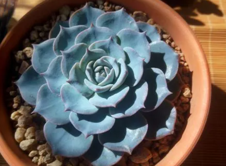 蓝石莲多久开一次花