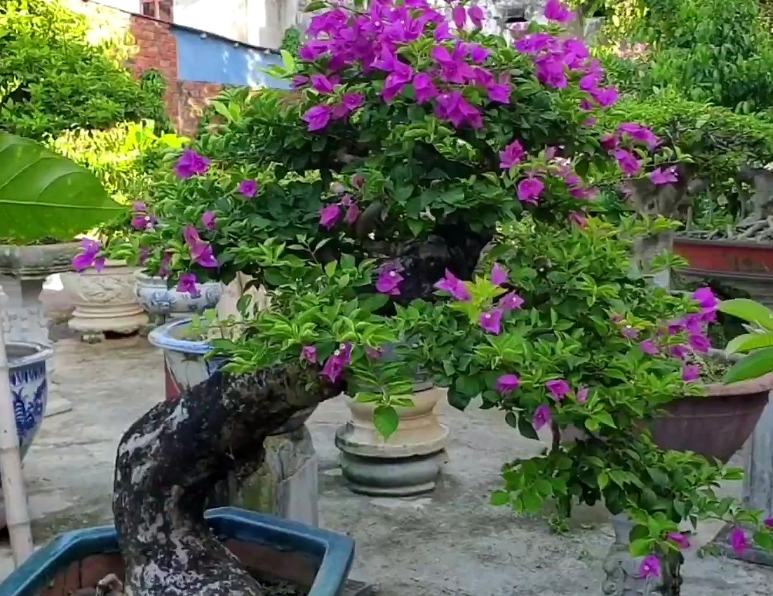 盆栽三角梅什么时候开花