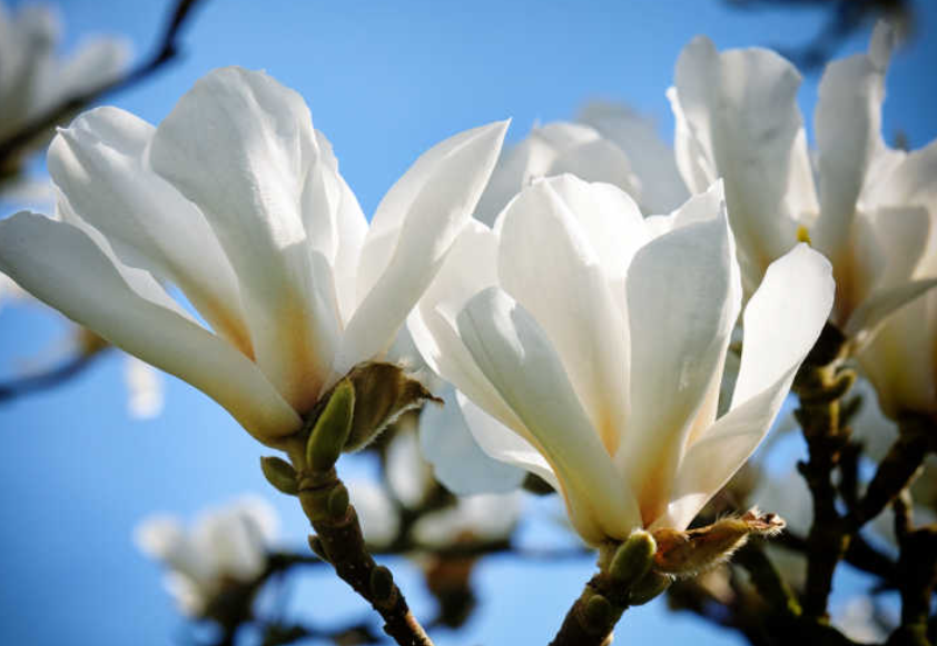 巴西玉兰花养殖方法