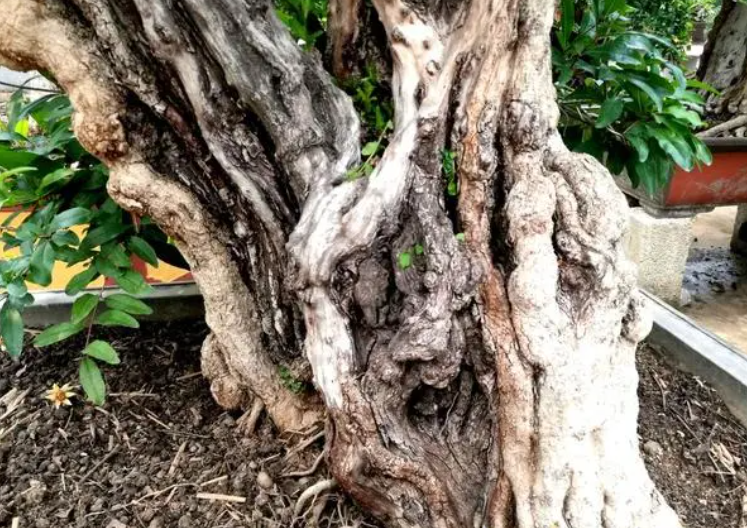 盆景如何挖空树干