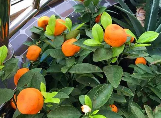 砂糖橘树盆栽好吗