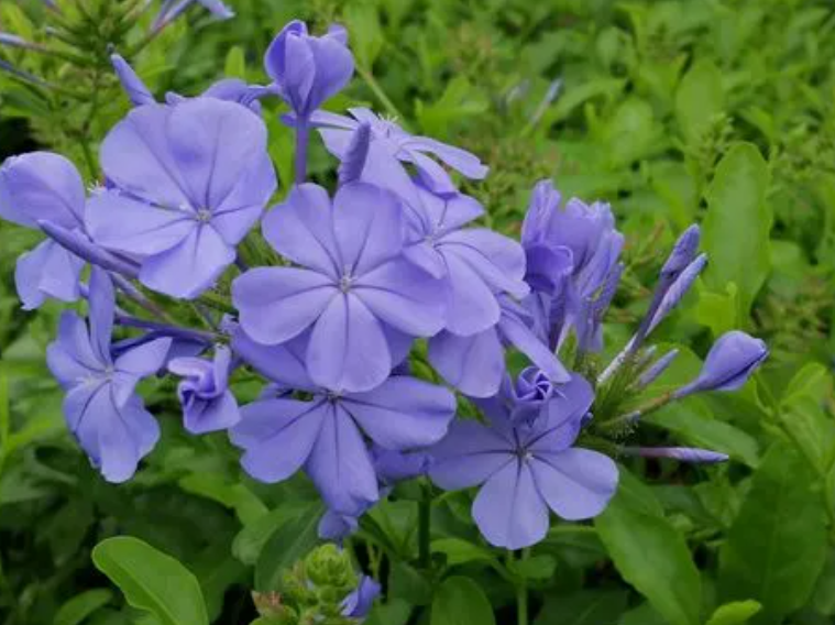 蓝花丹开花后要修剪吗