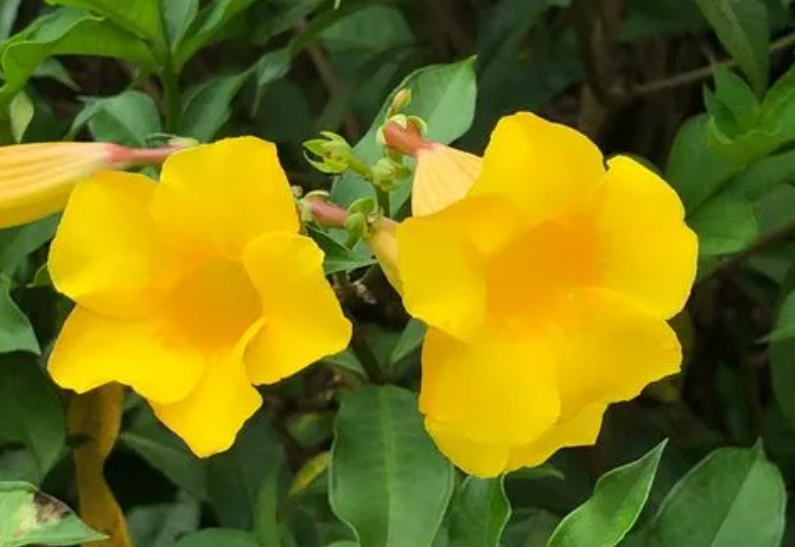 黄蝉和紫蝉花是一种吗