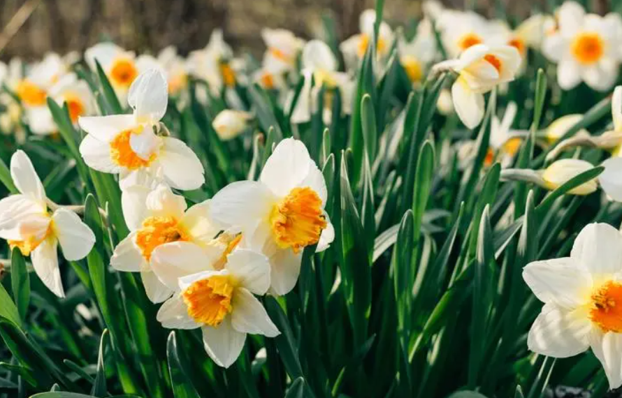 水仙球到开花需要多长时间