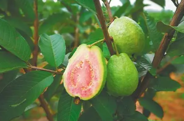 芭乐树适合哪里种植